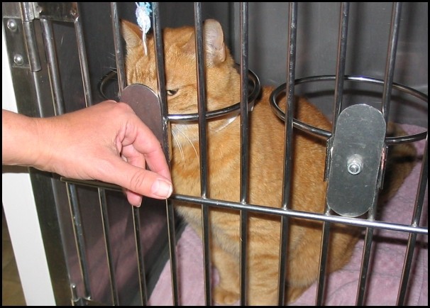 BCSPCA OCT 2006 005.jpg
